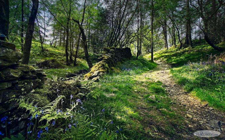 Woodland Wall and Path