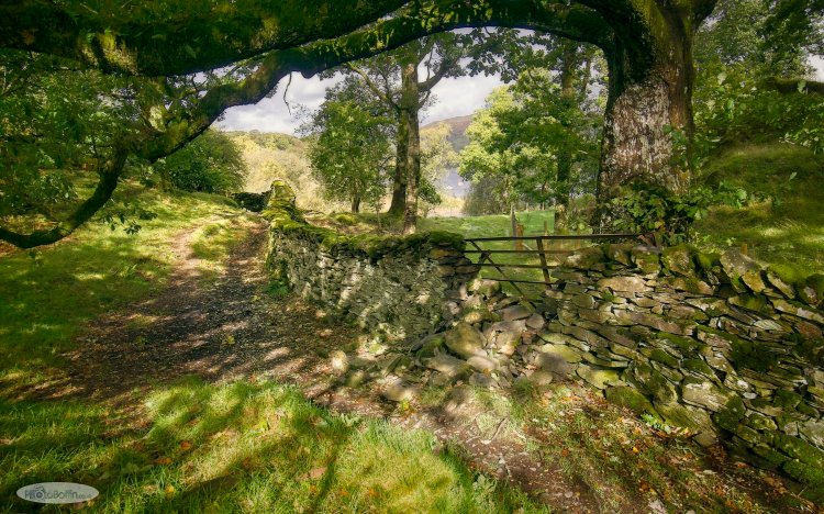 Path, Wall and Tree